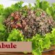 RECEITA FÁCIL DE TABULE.RECEITA DE SALADA SIMPLES, DELICIOSA E REFRESCANTE